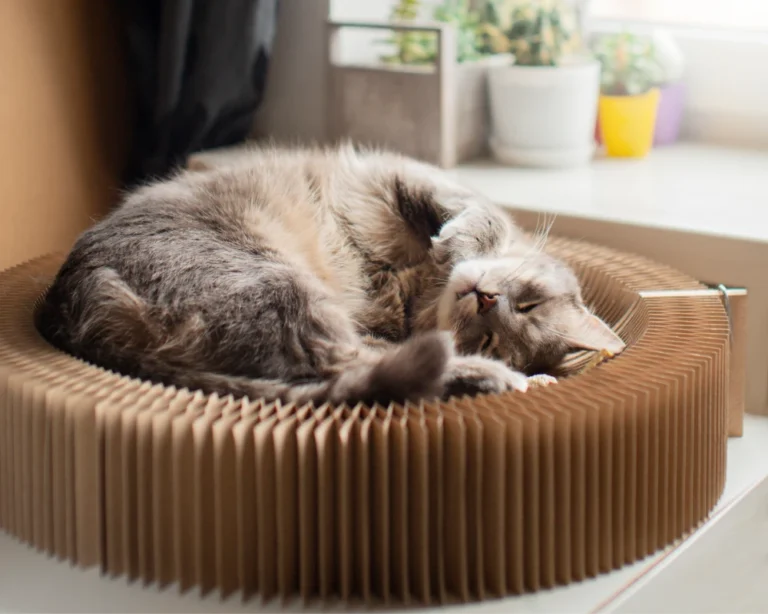 pet food and water dispenser