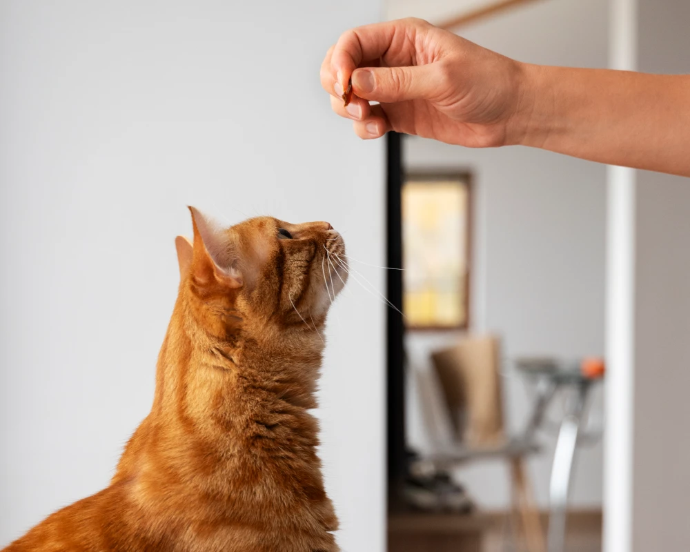robot automatic pet feeder