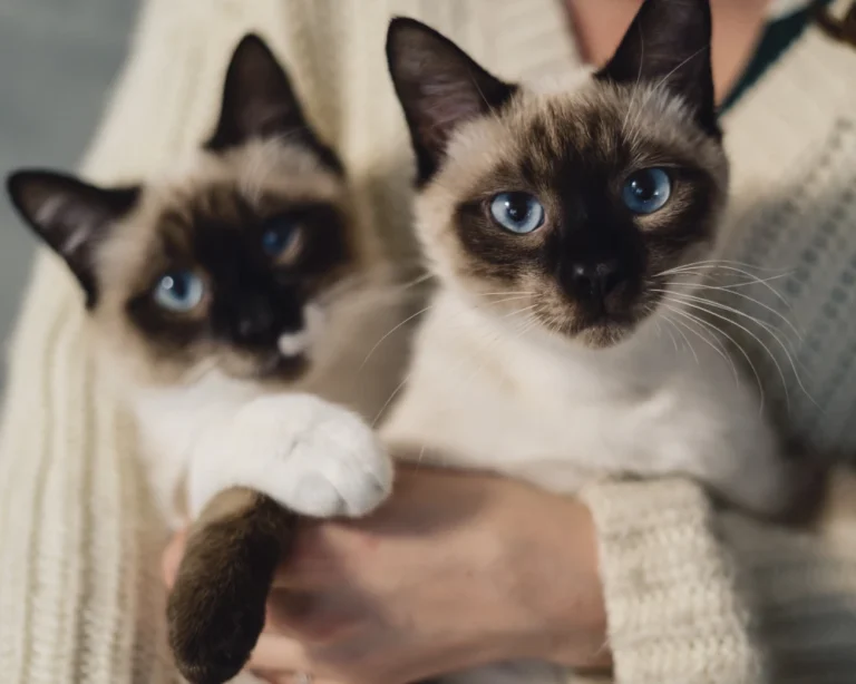 smart automatic pet feeder