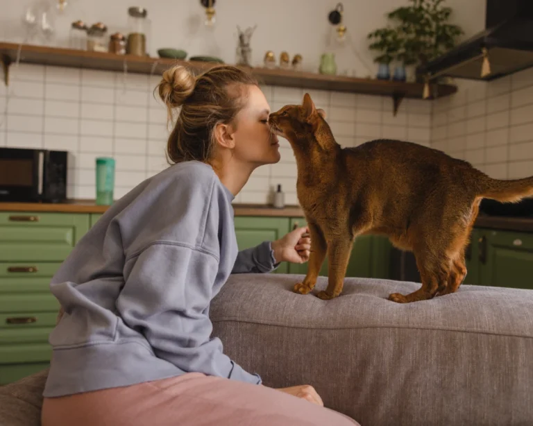 dog feeder automatic